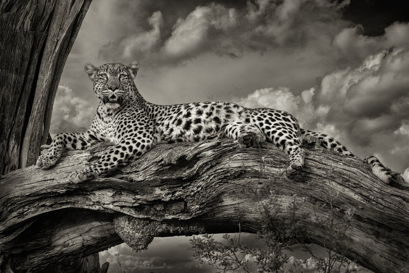 Botswana — the Okavango Delta